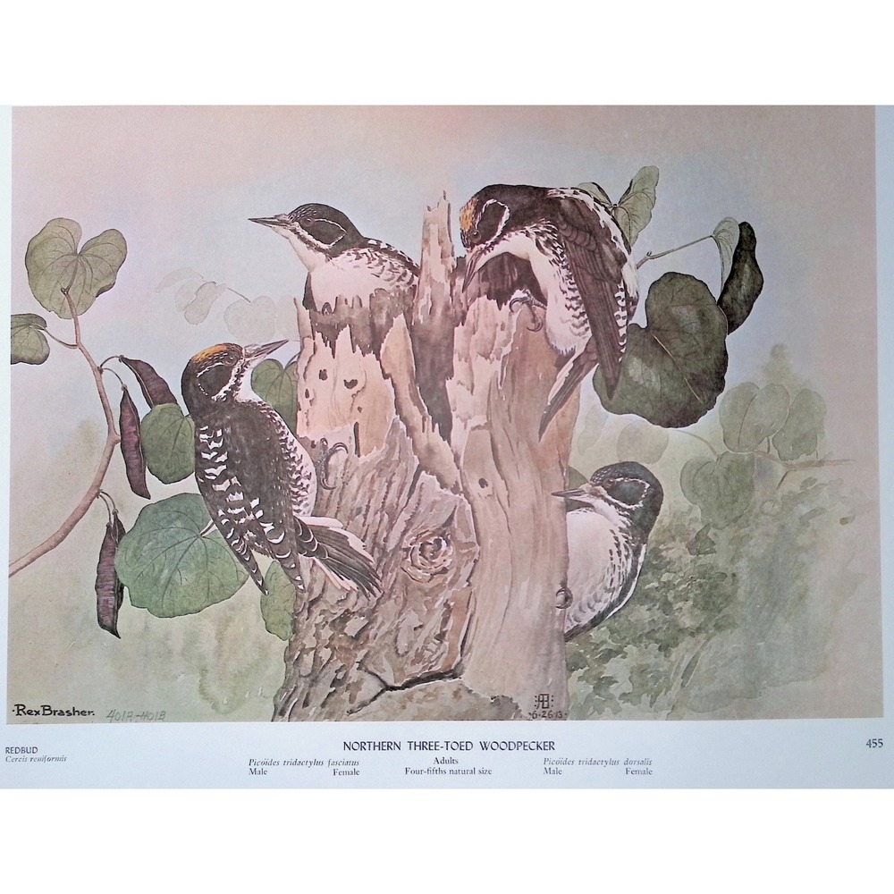 Northern Three-Toed Woodpecker Vintage Rex Brasher Bird Art Print Plate 455